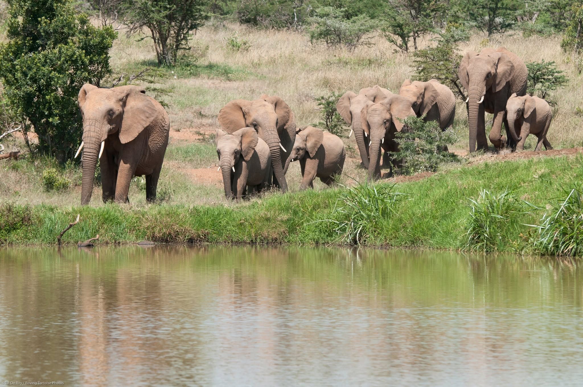 Amboseli: elephants beneath Kilimanjaro