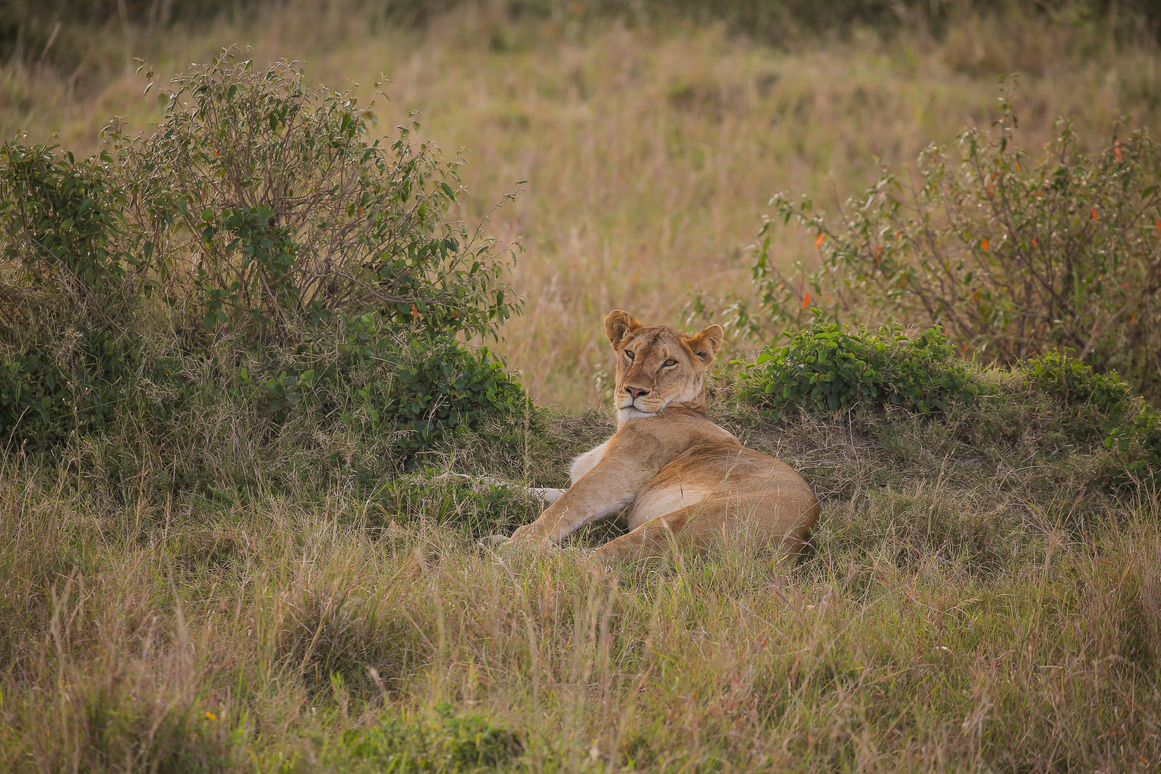 Lion on the plains of the Masai Mara