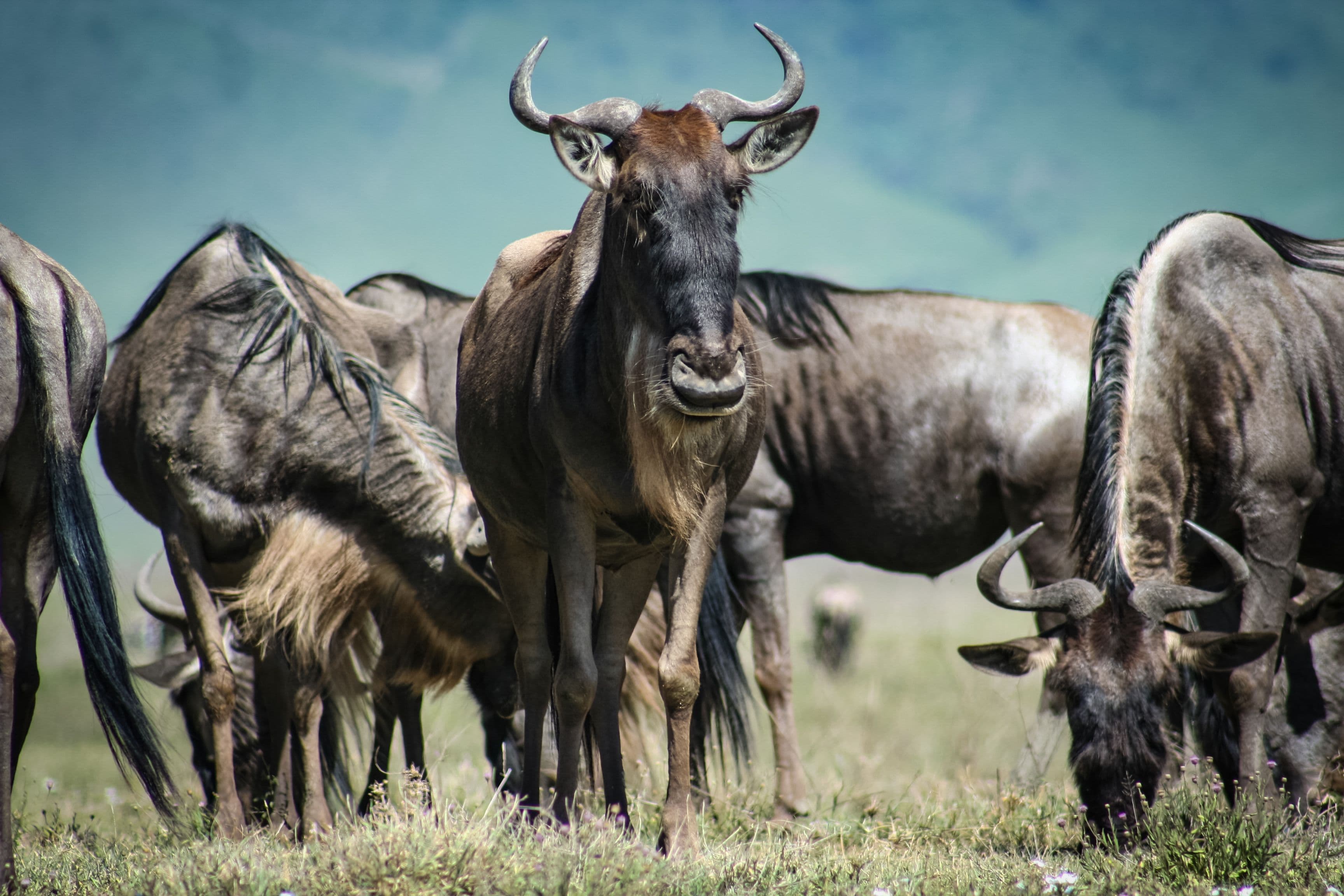 When to visit the Masai Mara