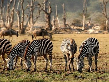 Best Travel Agency in East Africa