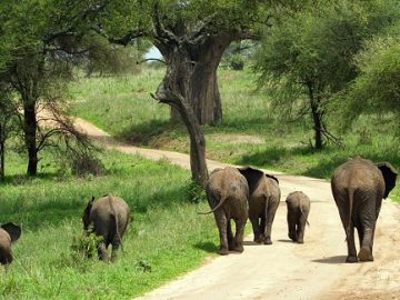 Best Travel Agency in East Africa
