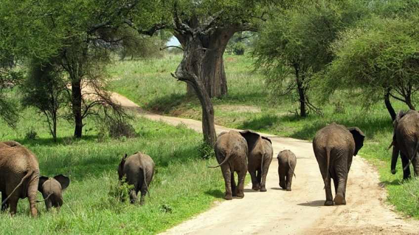 Best Travel Agency in East Africa