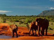 Best Travel Agency in East Africa