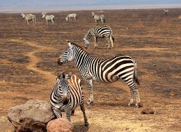 Best Travel Agency in East Africa