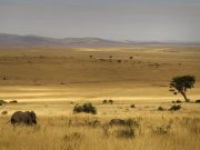 Best Travel Agency in East Africa