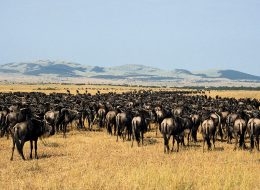 Best Travel Agency in East Africa