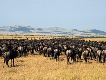 Best Travel Agency in East Africa