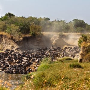 Wildebeest-migration