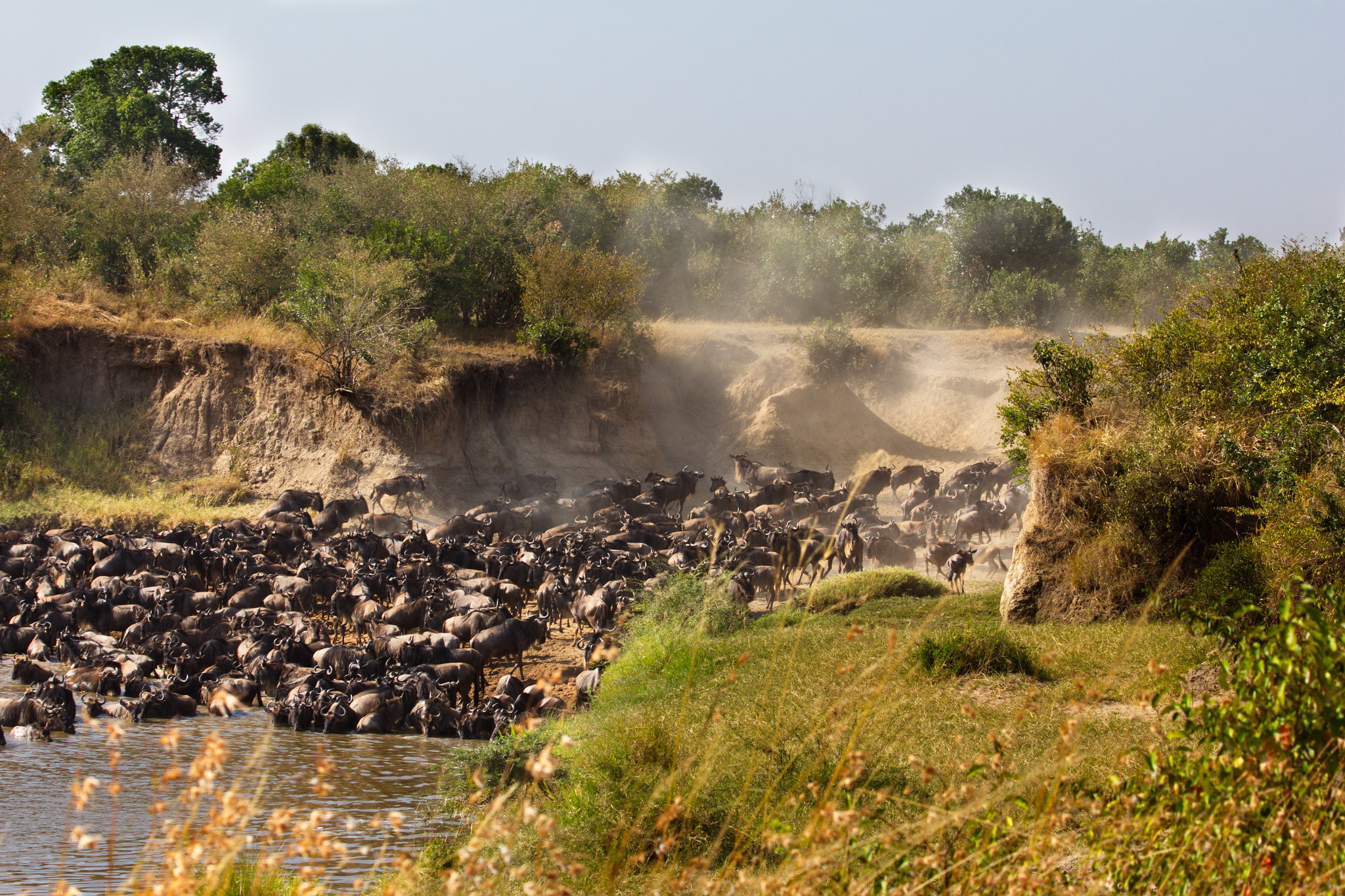 Wildebeest-migration